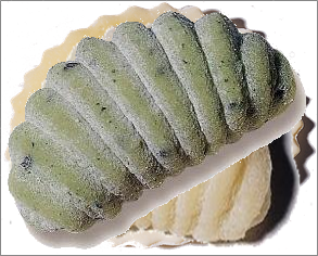 Gnocchi au basilic