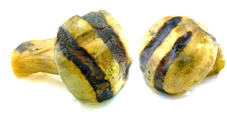 Champignons grilles - Castellino ralo