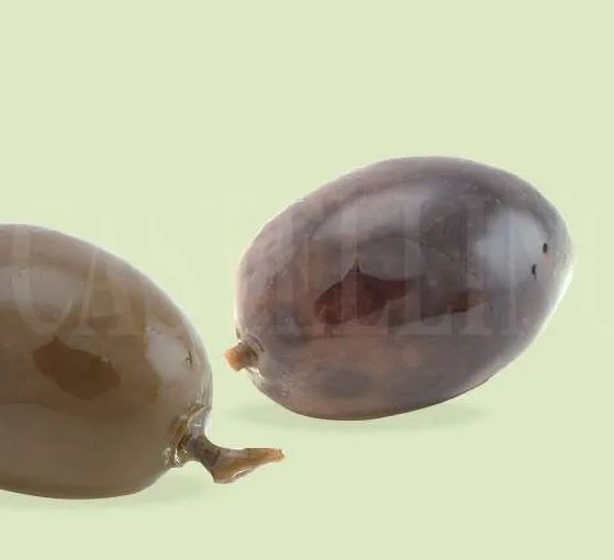 Olive taggiasche nocees - Castellino ralo