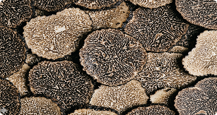 Produits Truffés