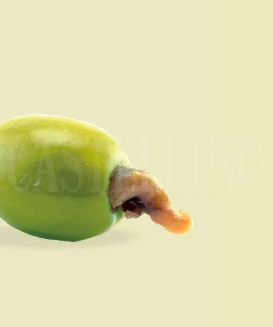 Olive verte farcie anchoi - Castellino ralo